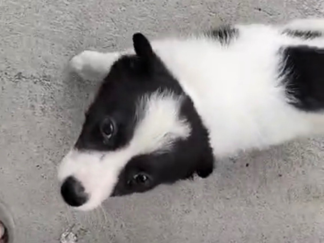 Vuoi adottare un cane a Siracusa?