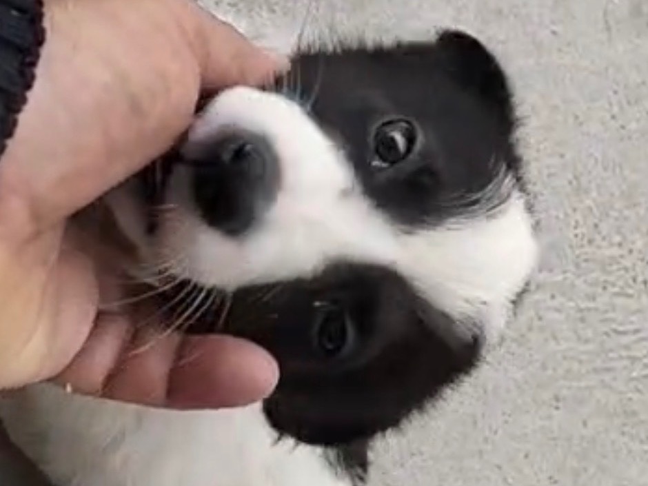 Adozione cane, maschio, Border Collie Razza sconosciuta, 3 mesi, taglia media, Siracusa