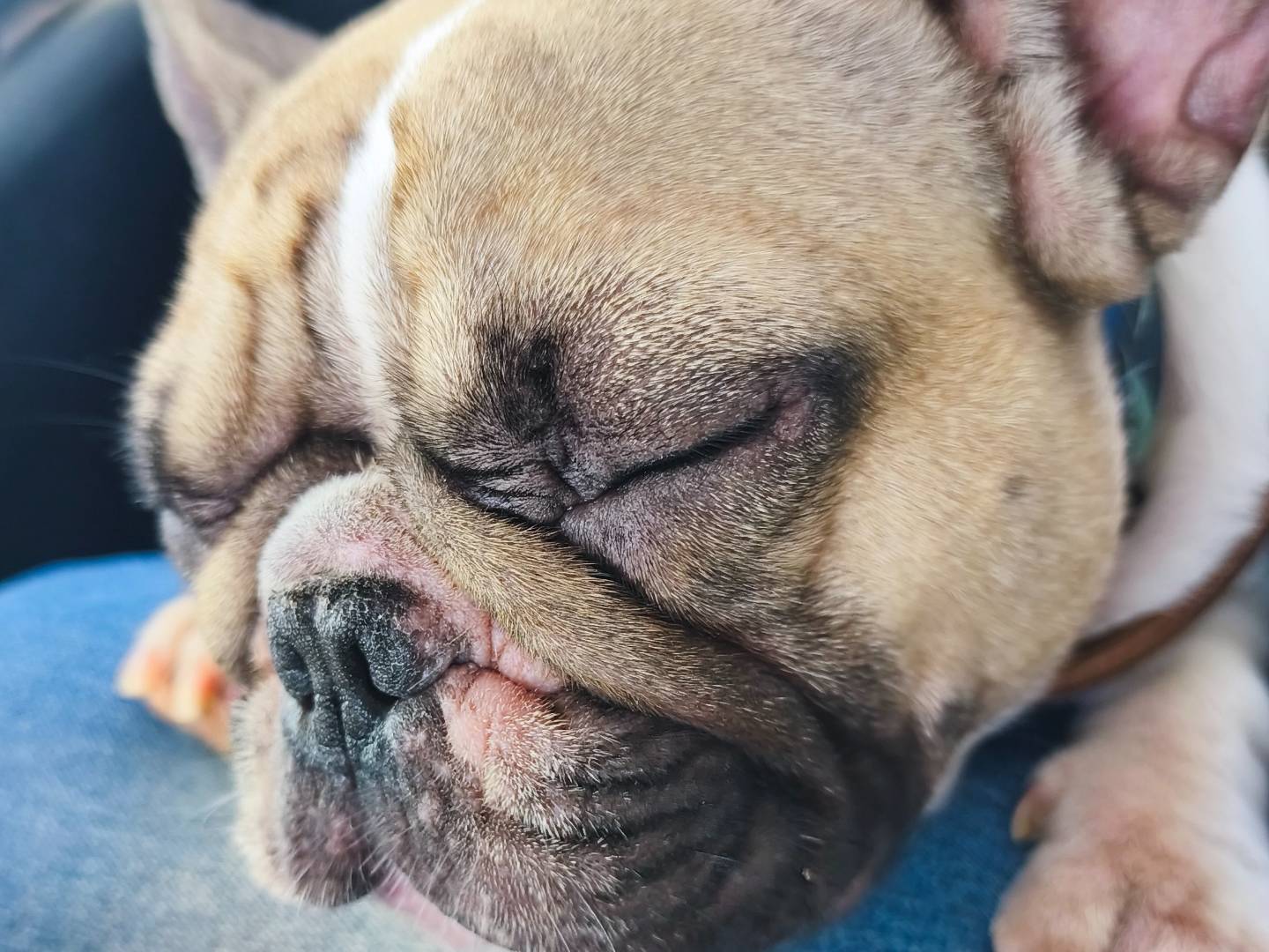 Adozione cane, femmina, Bulldog francese Razza sconosciuta, 2 anni e 7 mesi, taglia piccola, Messina