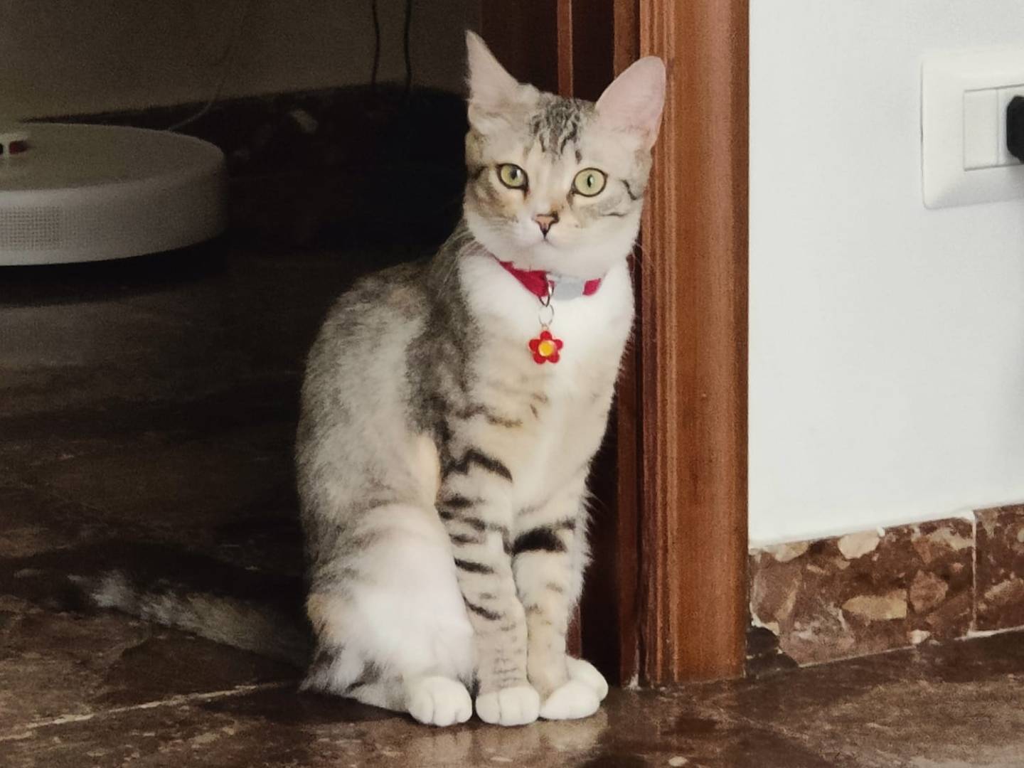 Adozione gatto, femmina, Razza sconosciuta Razza sconosciuta, 2 anni e 1 mese, taglia non valida, Bari