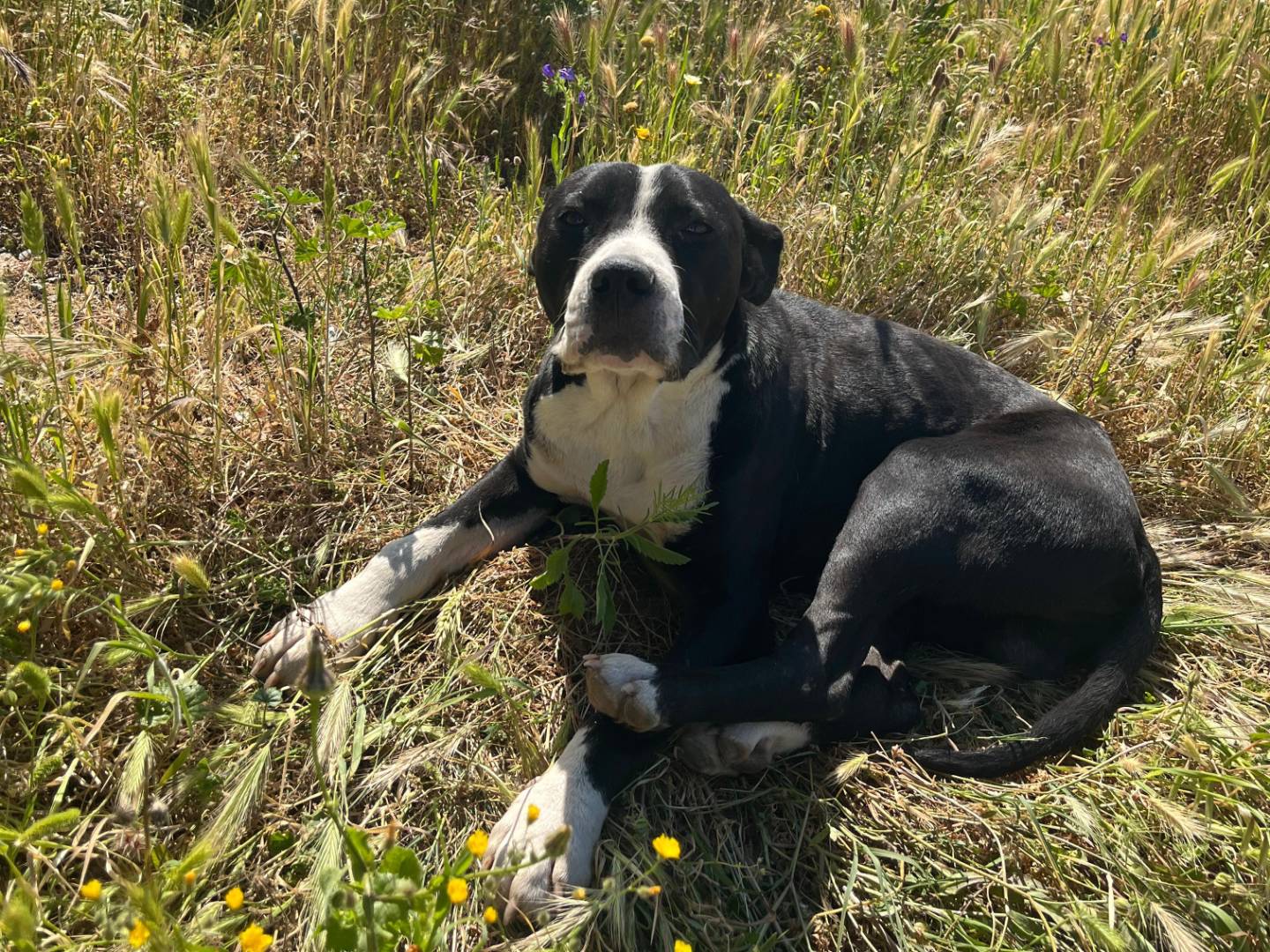 Adotta un cane, maschio, 11 mesi, Crotone