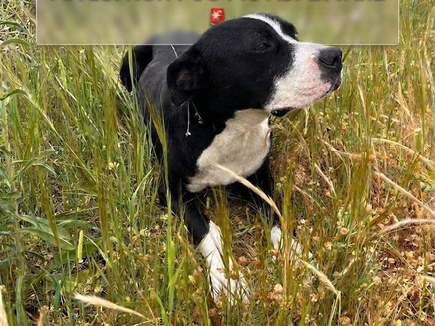 Adozione cane, maschio, Pitbull Razza sconosciuta, 11 mesi, taglia media, Crotone