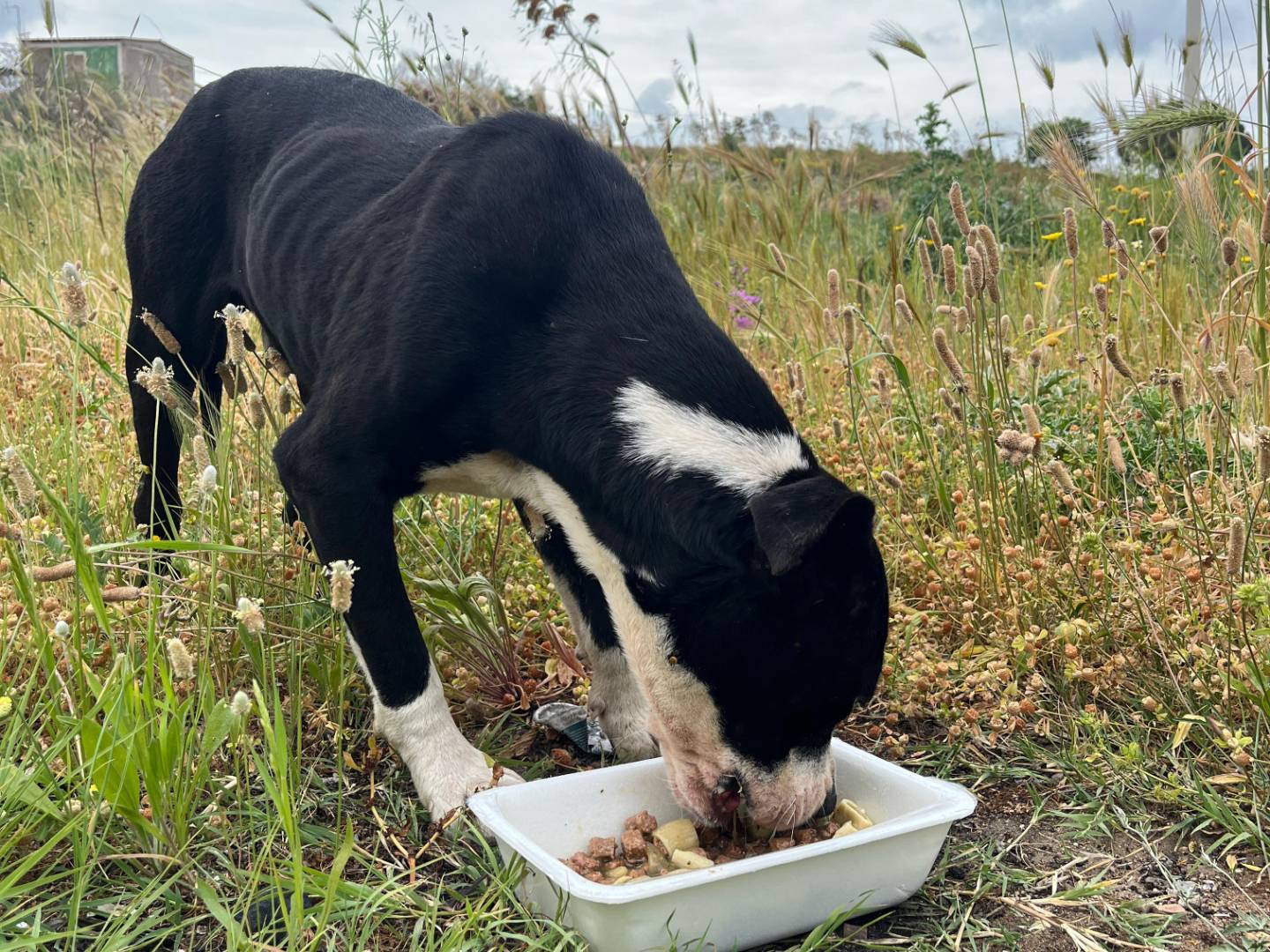 Adotta un cane, taglia media, maschio, Crotone