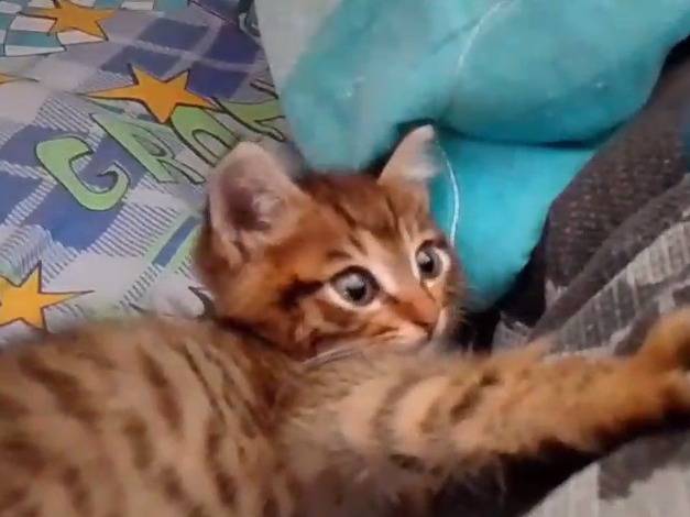 Adotta un gatto, maschio, 2 mesi, Napoli