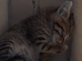 Adotta un gatto, taglia non valida, maschio, Napoli