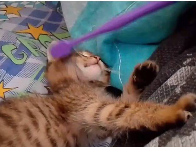 Vuoi adottare un gatto a Napoli?