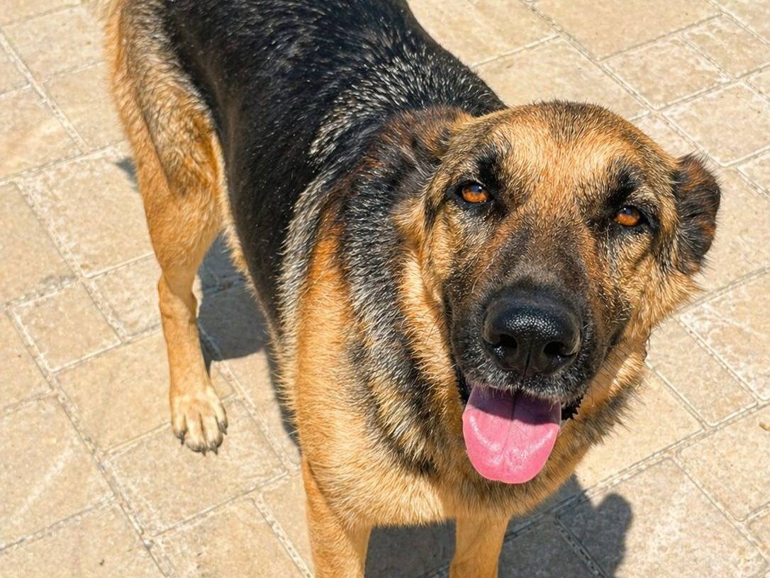Adozione cane, femmina, Pastore tedesco Razza sconosciuta, 4 anni e 11 mesi, taglia media, Crotone