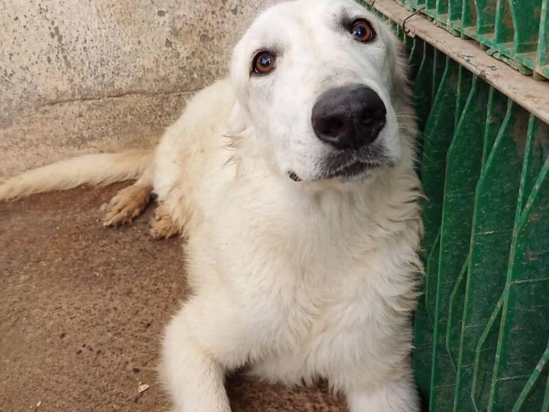 Adozione cane, femmina, Pastore maremmano Razza sconosciuta, 1 anno e 11 mesi, taglia grande, Crotone