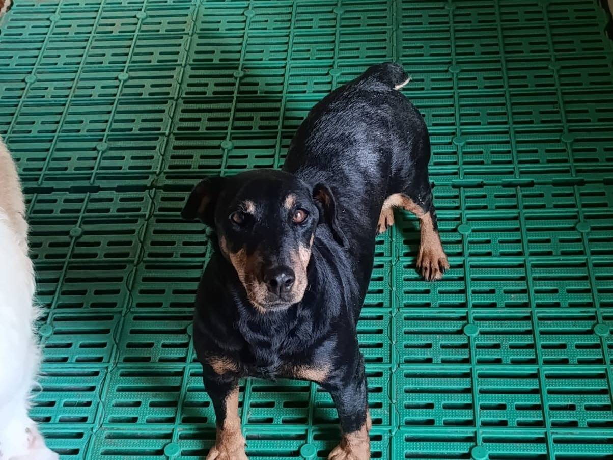 Adozione cane, femmina, Bassotto Razza sconosciuta, 9 anni e 11 mesi, taglia piccola, Crotone