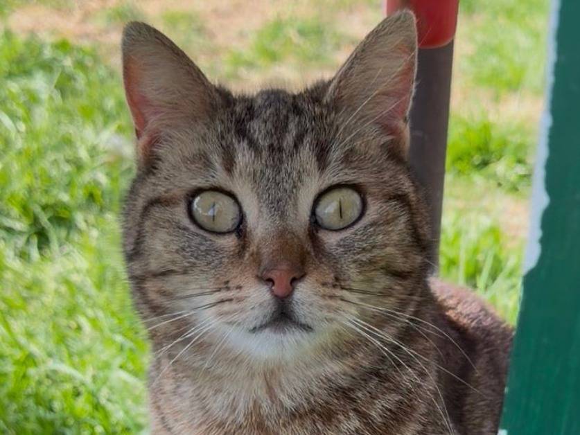 Adozione gatto, femmina, Razza sconosciuta Razza sconosciuta, 3 anni e 4 mesi, taglia non valida, Roma