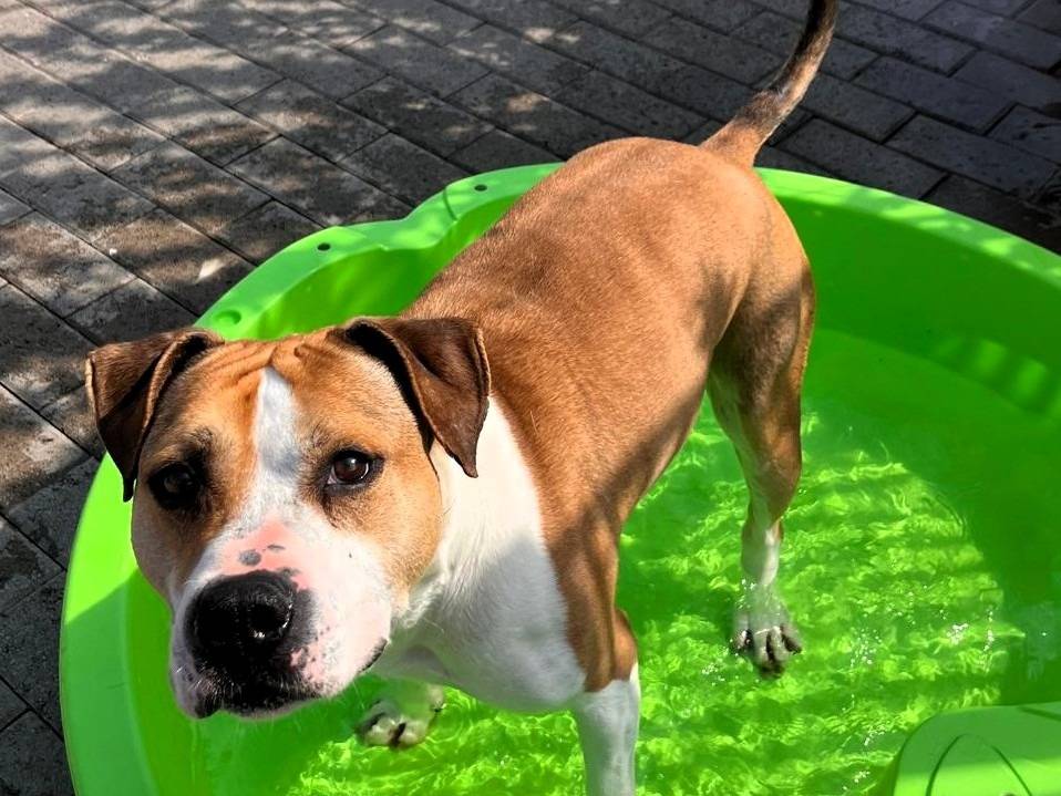 Adozione cane, maschio, Razza sconosciuta Razza sconosciuta, 7 anni e 2 mesi, taglia media, Milano