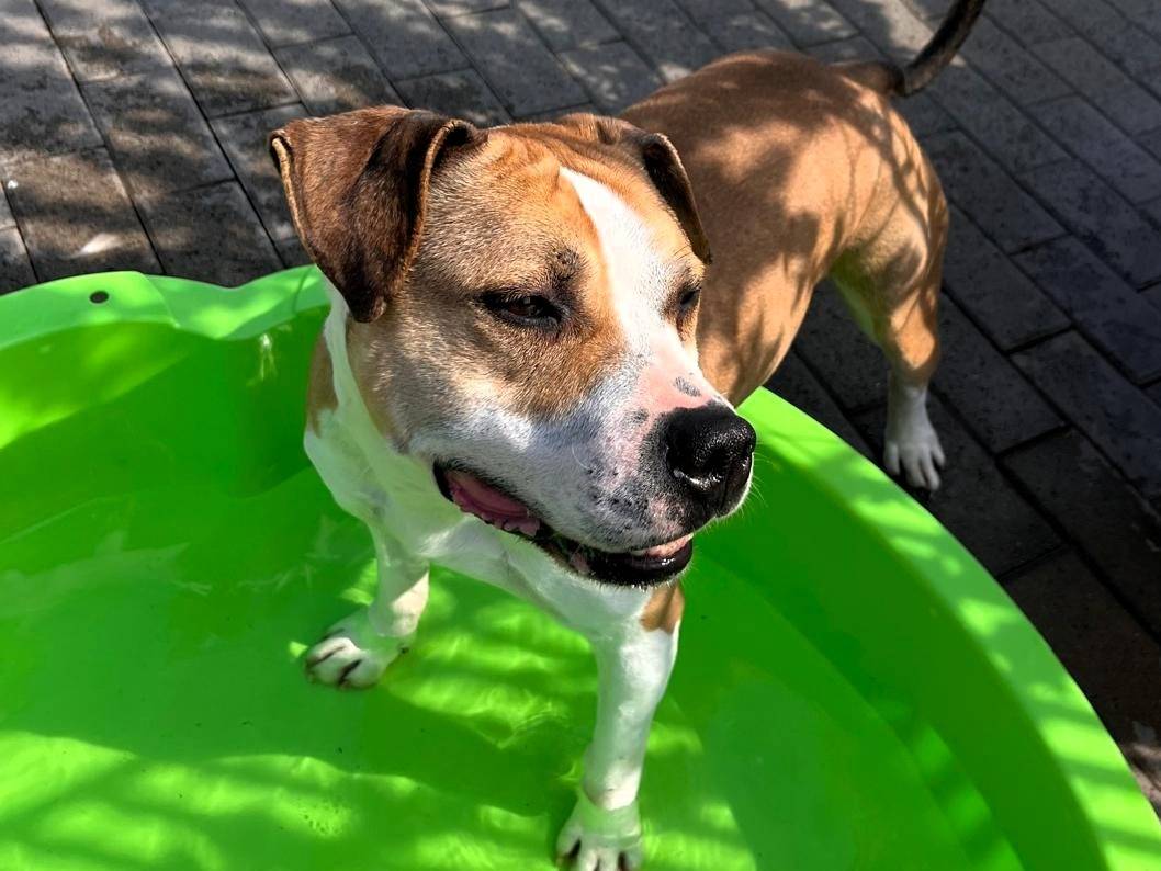 Adotta un cane, maschio, 7 anni e 2 mesi, Milano