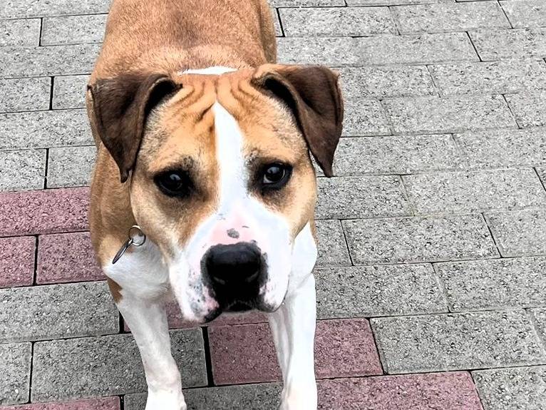 Vuoi adottare un cane a Milano?
