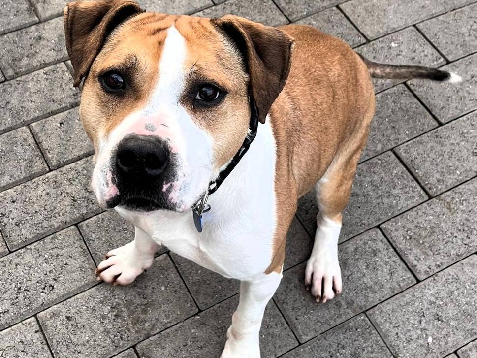 Adotta il cane GOLD a Milano