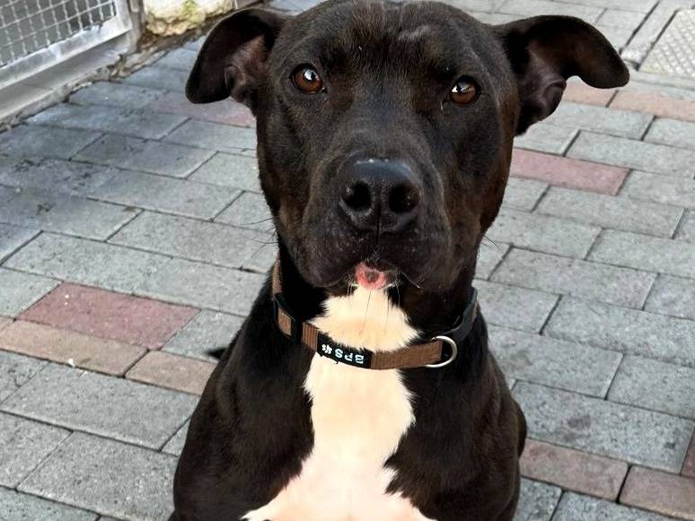 Adozione cane, maschio, Razza sconosciuta Razza sconosciuta, 1 anno e 8 mesi, taglia media, Milano