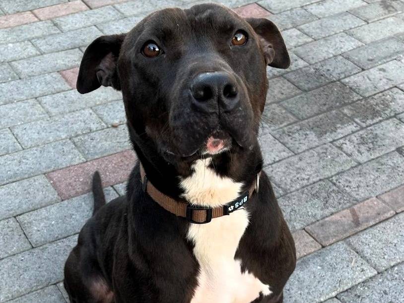 Adotta un cane, maschio, 1 anno e 8 mesi, Milano