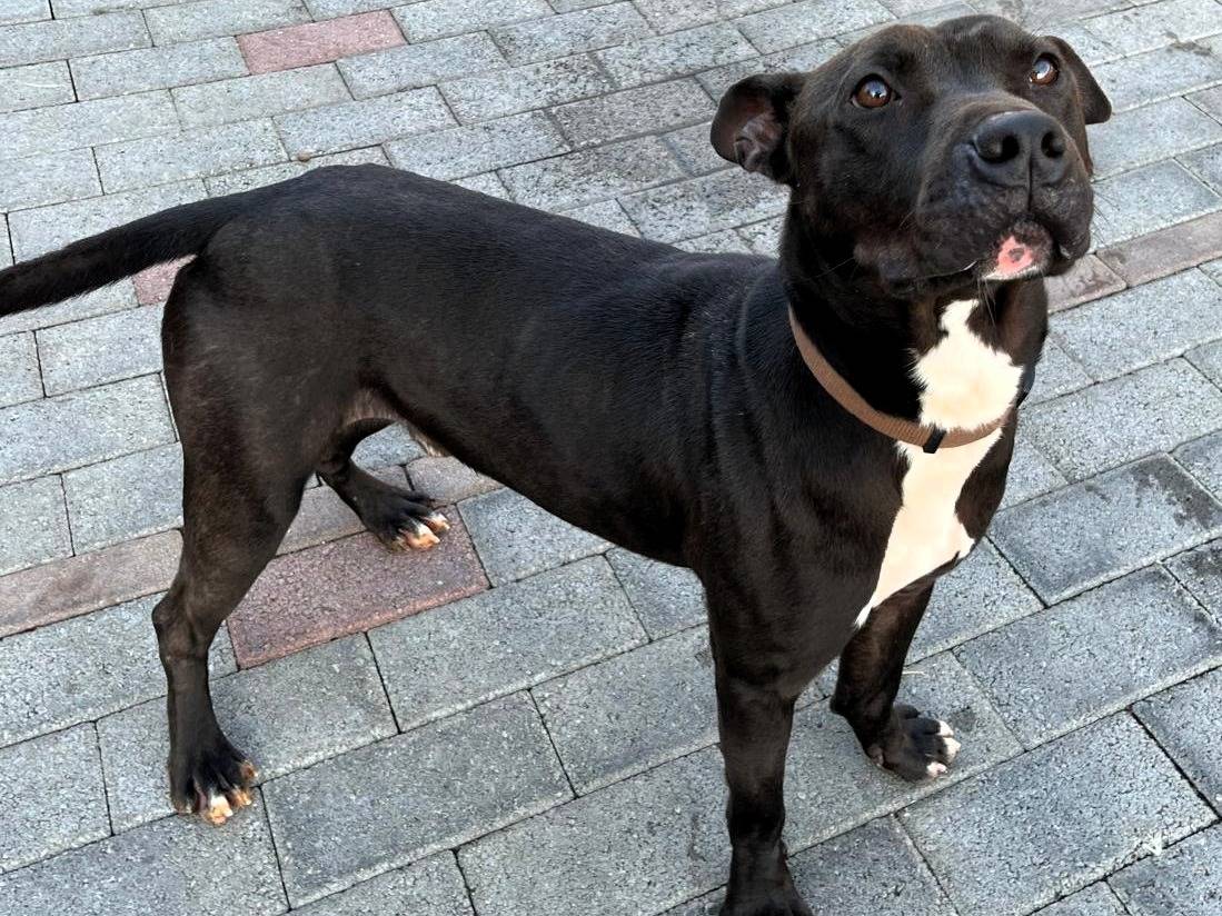 Adotta un cane, taglia media, maschio, Milano