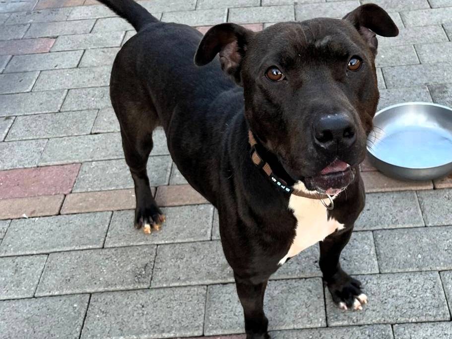 Vuoi adottare un cane a Milano?