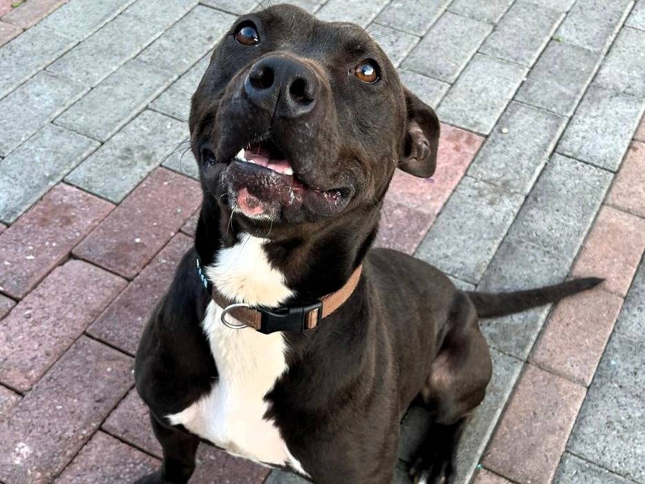 Adotta il cane MAX a Milano