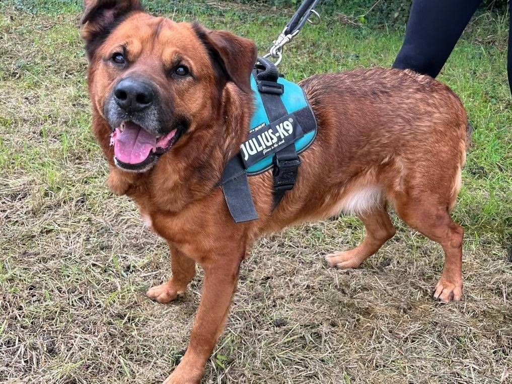 Adozione cane, maschio, Razza sconosciuta Razza sconosciuta, 8 anni e 11 mesi, taglia media, Milano