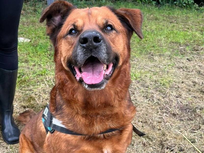 Adotta un cane, taglia media, maschio, Milano
