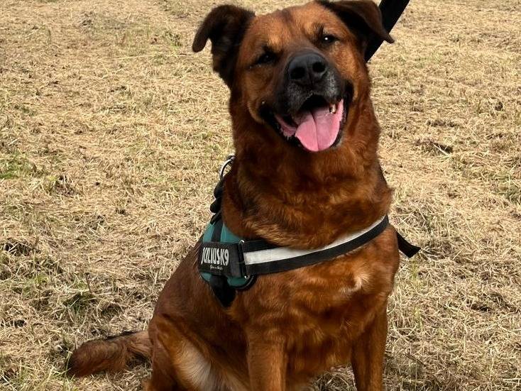 Adotta il cane JONAS a Milano
