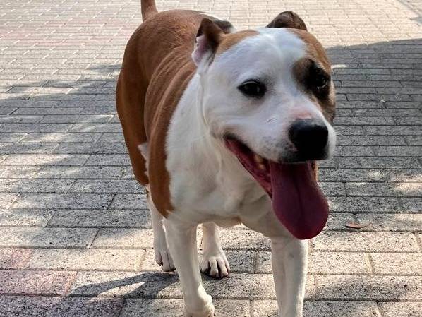 Adozione cane, femmina, Razza sconosciuta Razza sconosciuta, 8 anni e 1 mese, taglia media, Milano