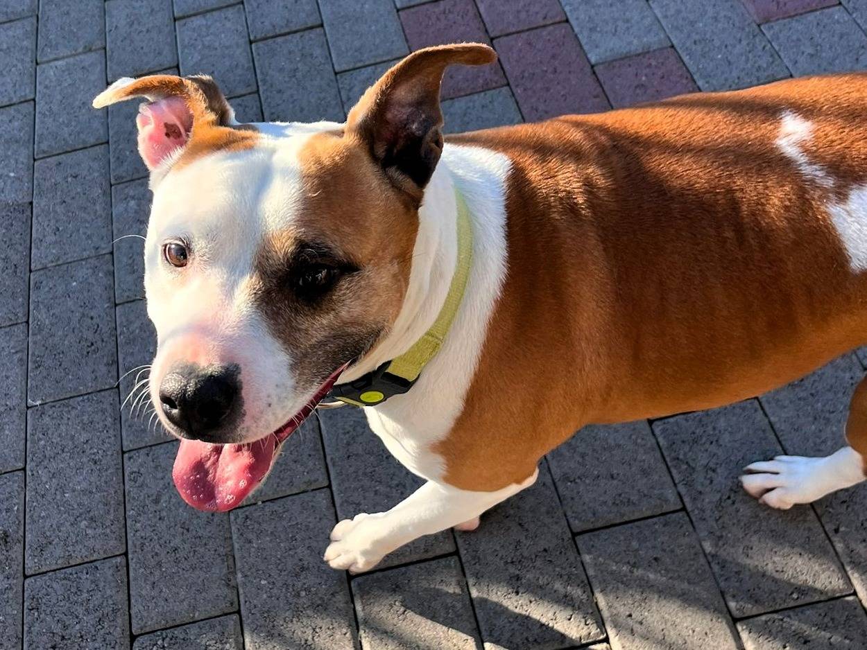 Adotta un cane, femmina, 8 anni e 1 mese, Milano