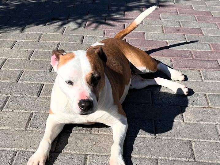 Adotta un cane, taglia media, femmina, Milano