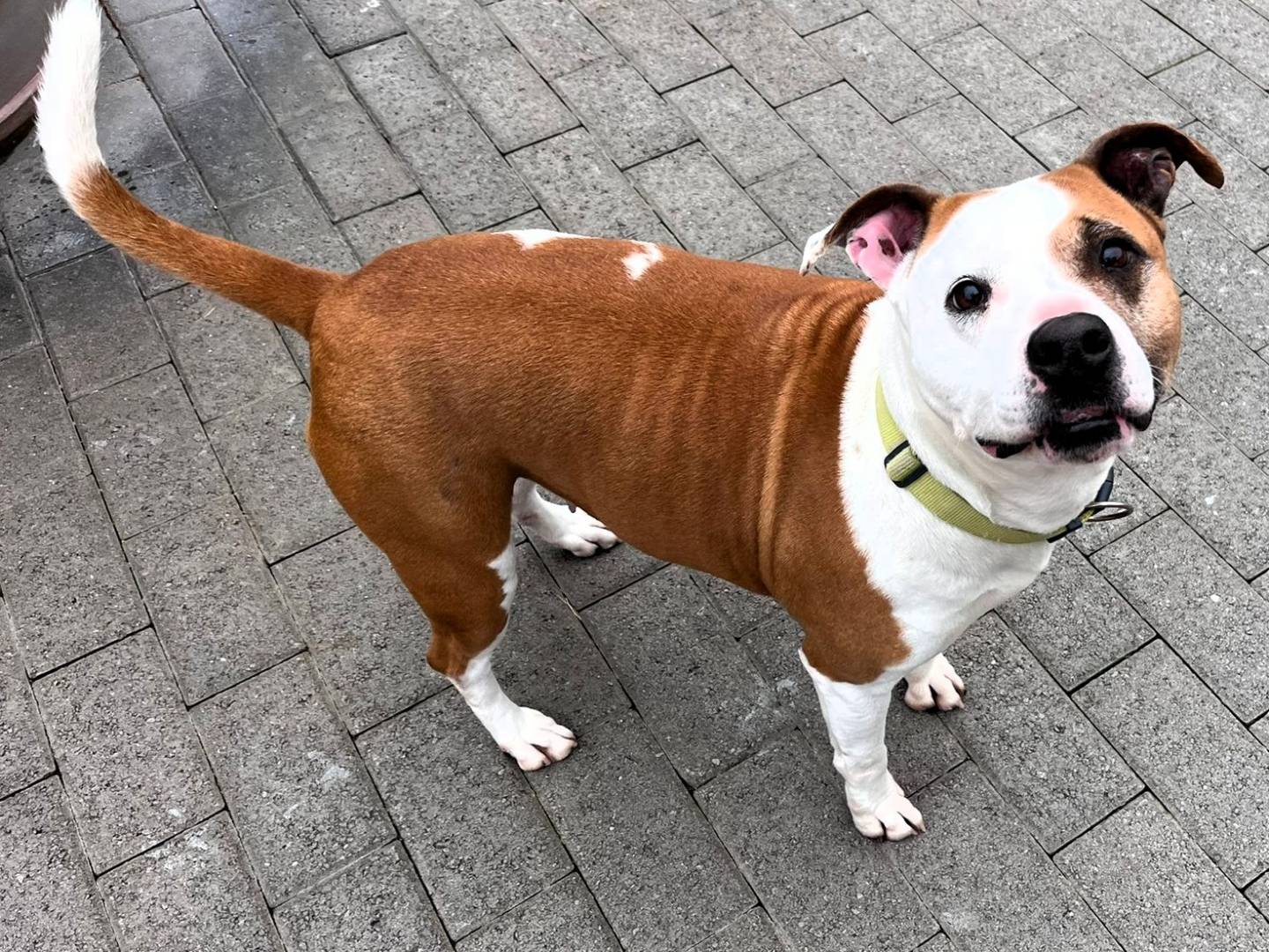 Vuoi adottare un cane a Milano?