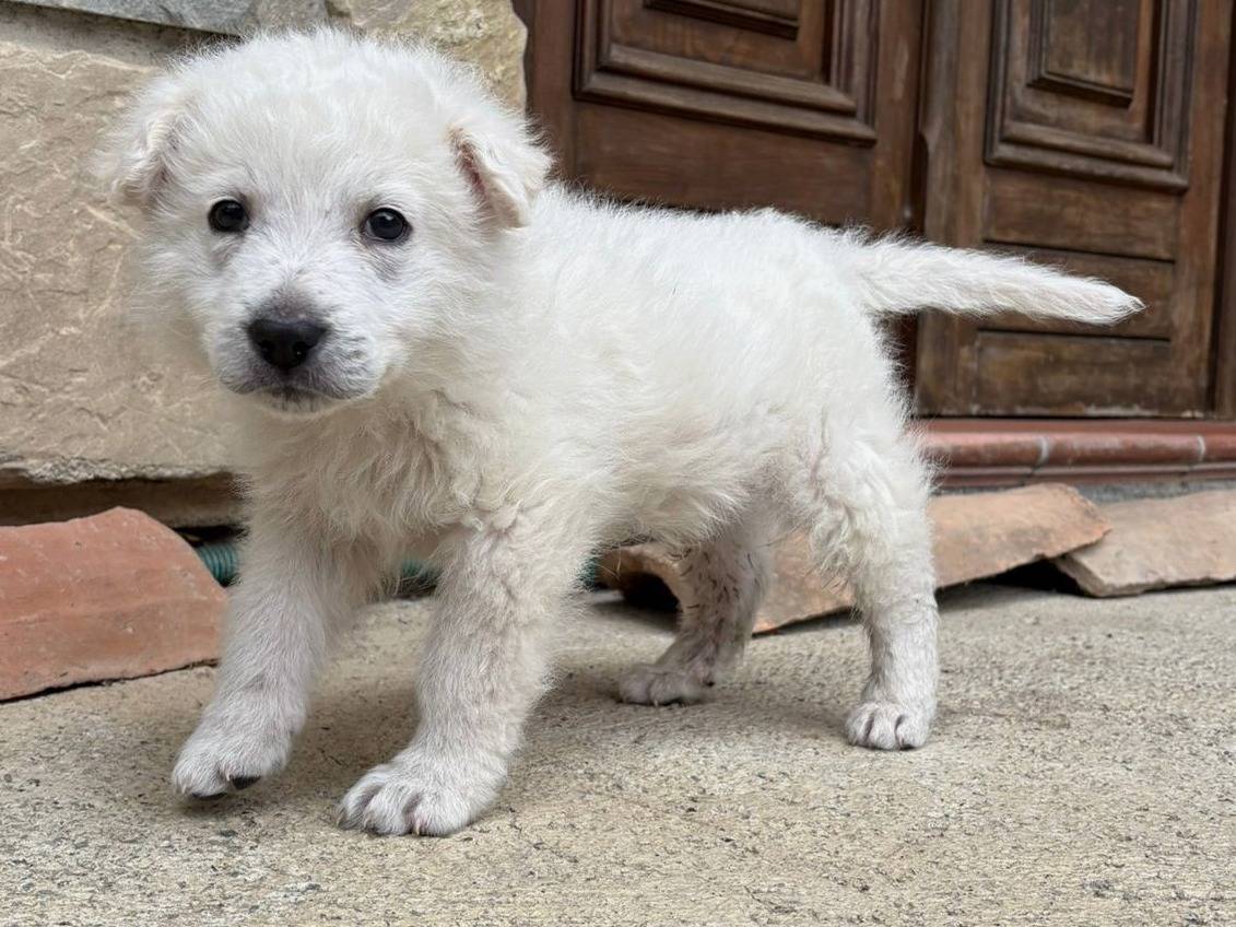 Vuoi adottare un cane a Potenza?