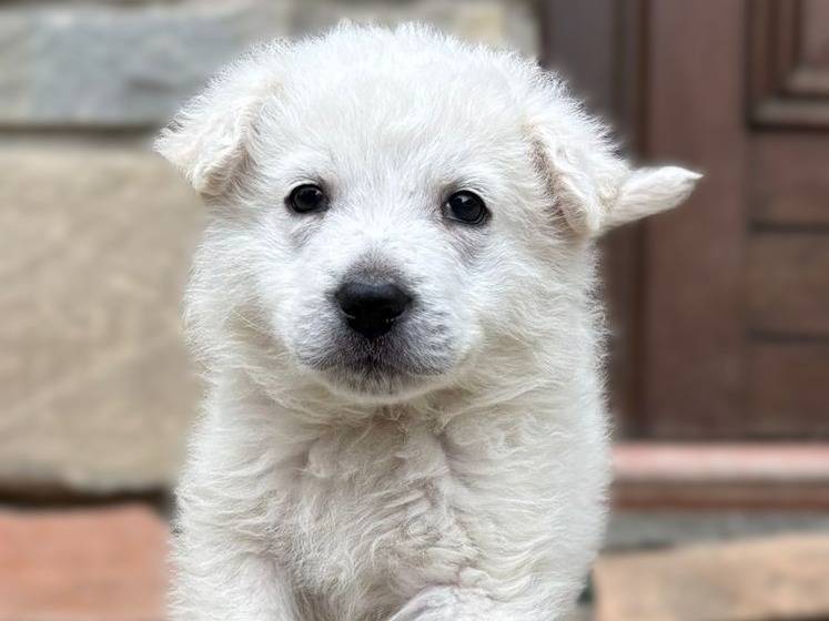 Adotta il cane Pippo a Potenza