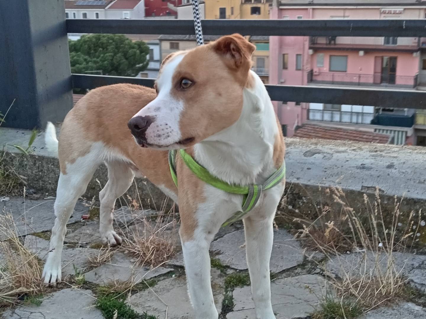 Adozione cane, maschio, Pitbull Razza sconosciuta, 11 mesi, taglia media contenuta, Potenza