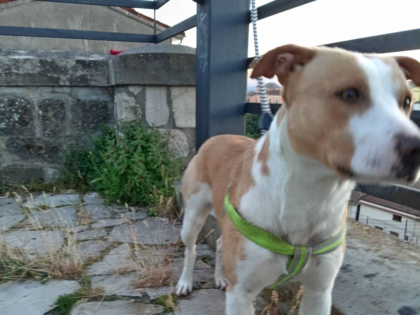 Adotta un cane, maschio, 11 mesi, Potenza