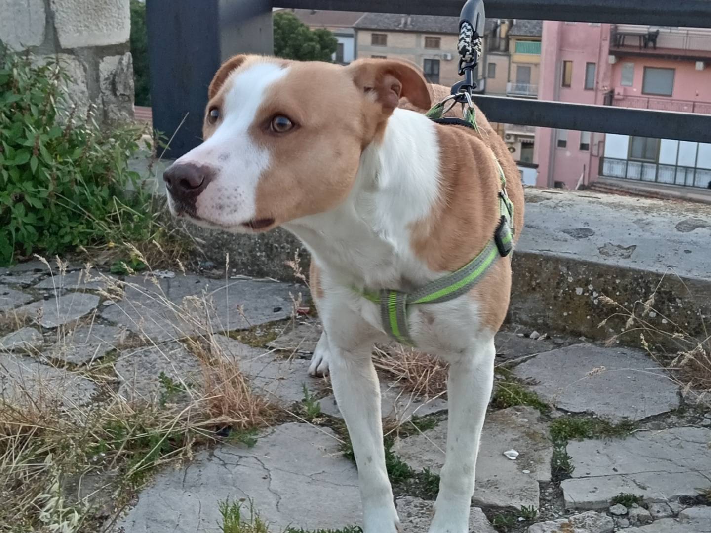 Adotta un cane, taglia media contenuta, maschio, Potenza