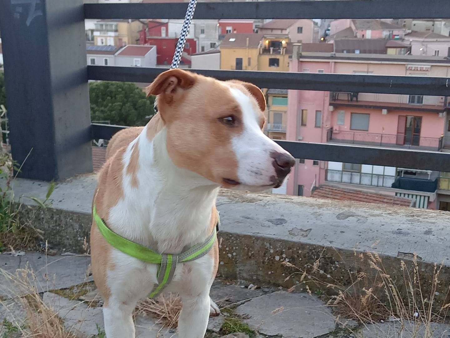Adotta il cane Ruby a Potenza