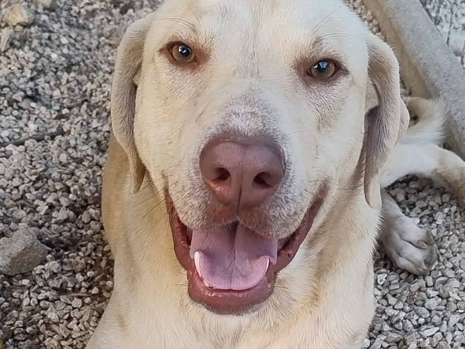 Adozione cane, maschio, Razza sconosciuta Razza sconosciuta, 1 anno e 1 mese, taglia media, Siracusa
