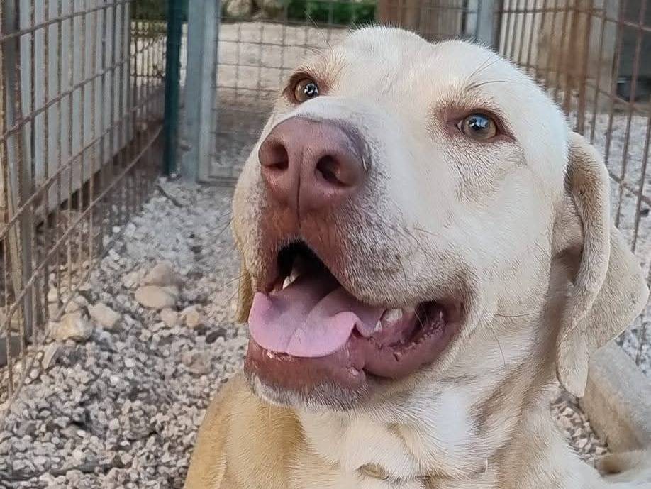 Vuoi adottare un cane a Siracusa?