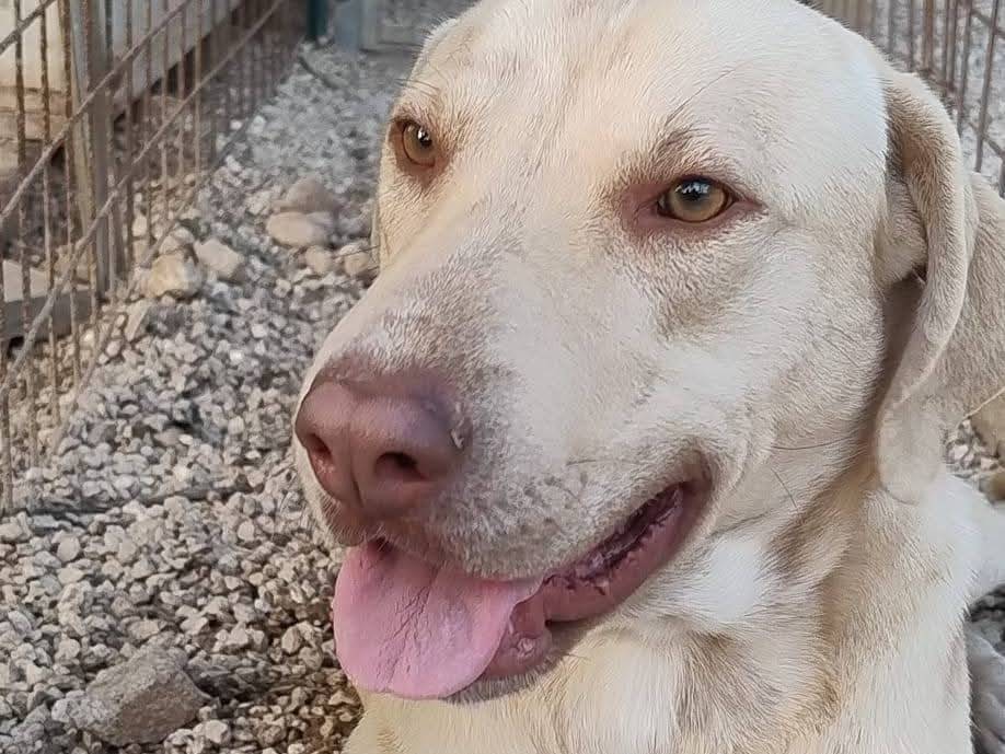 Adotta il cane Liù  a Siracusa