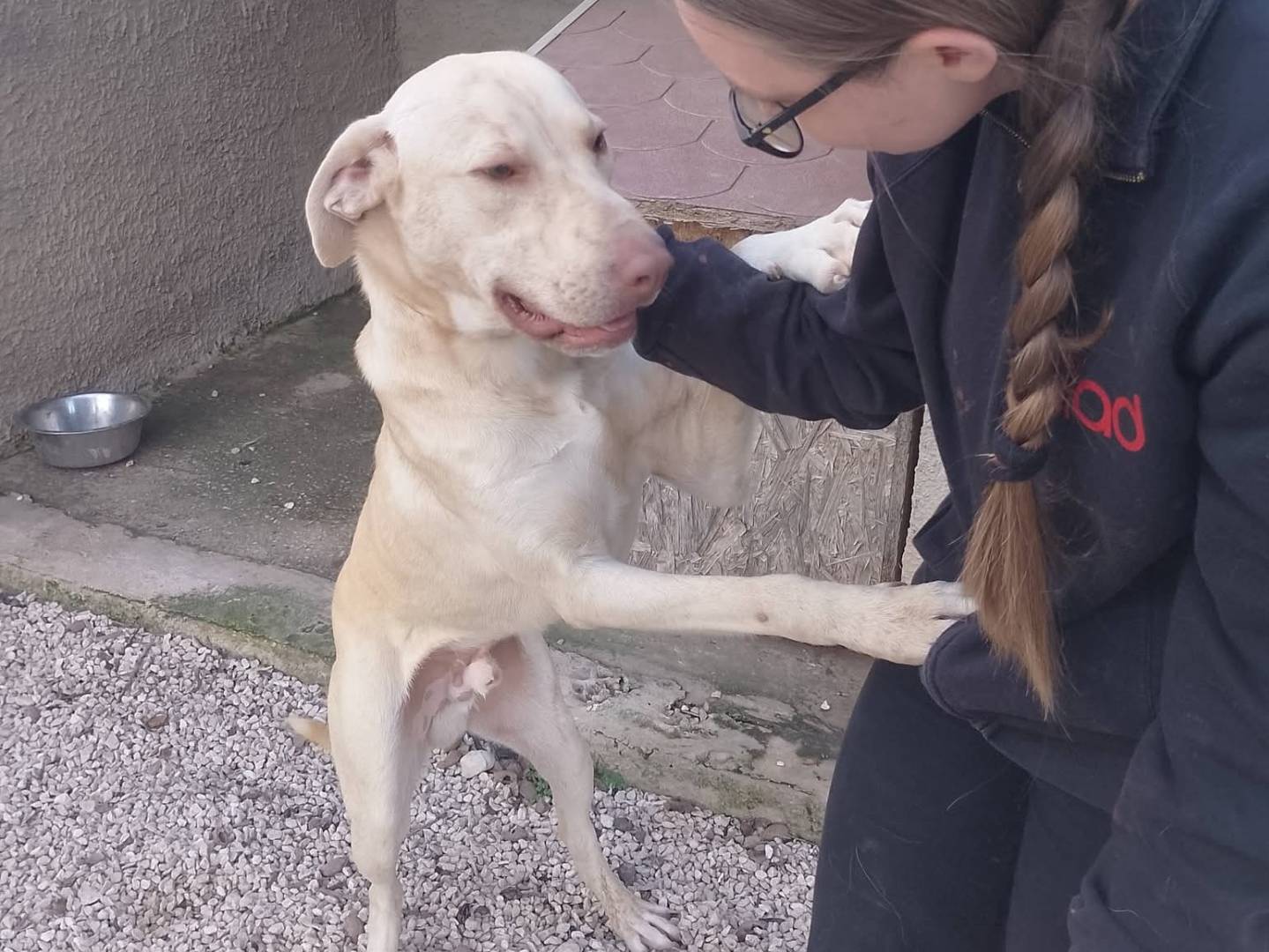 Adotta un cane, maschio, 1 anno e 1 mese, Siracusa