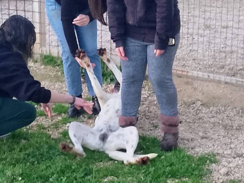 Vuoi adottare un cane a Siracusa?