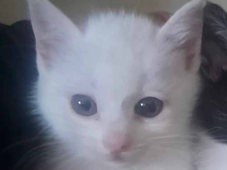 Adozione gatto, femmina, Razza sconosciuta Razza sconosciuta, 3 mesi, taglia non valida, Crotone