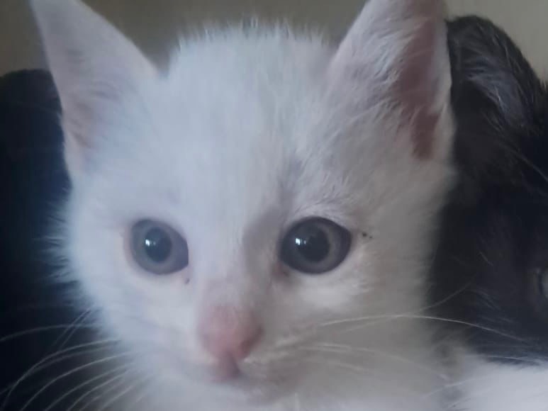 Adotta un gatto, taglia non valida, femmina, Crotone