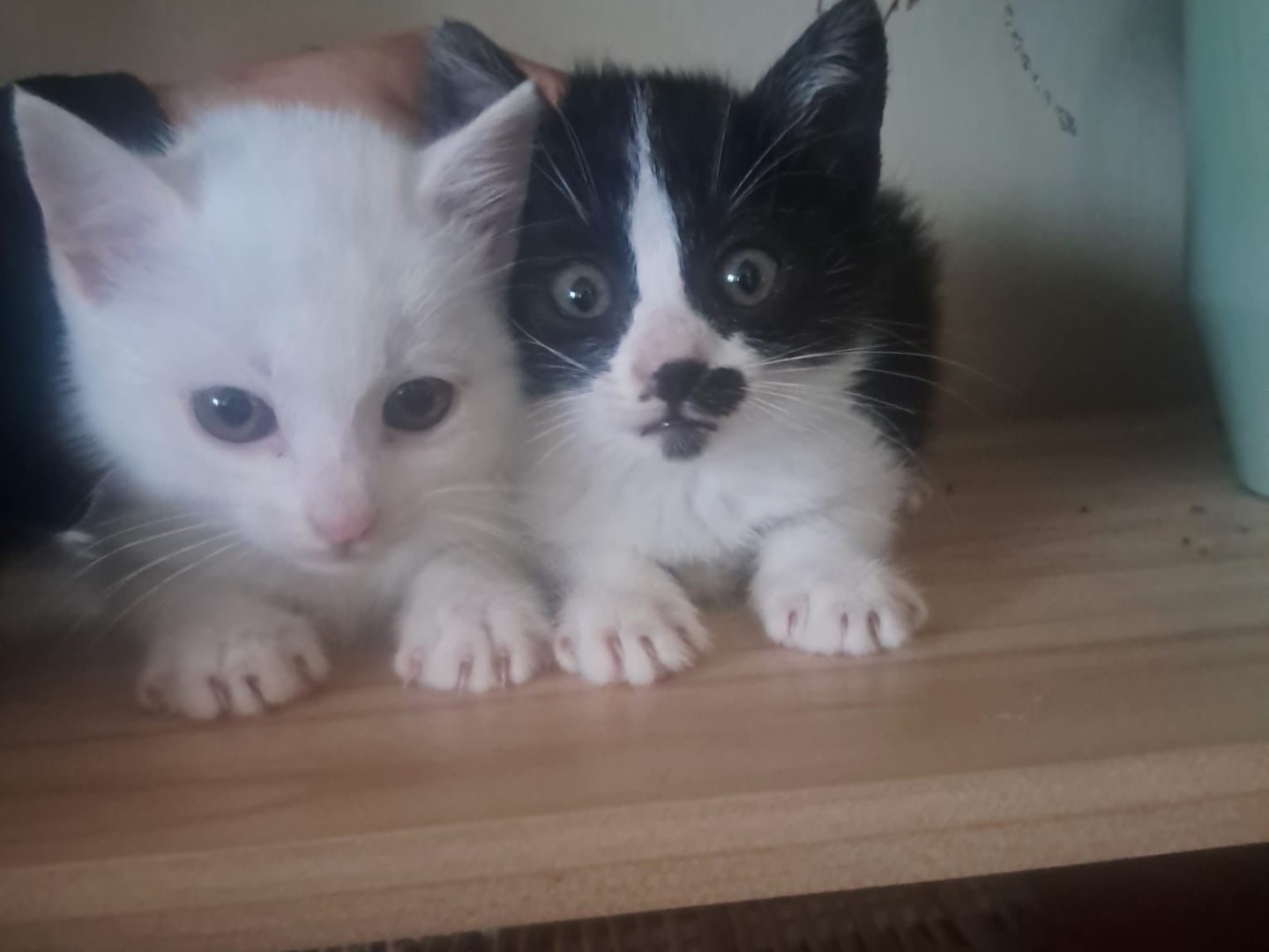 Vuoi adottare un gatto a Crotone?