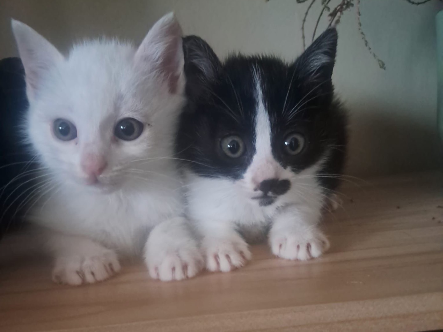 Adotta il gatto MINNIE a Crotone