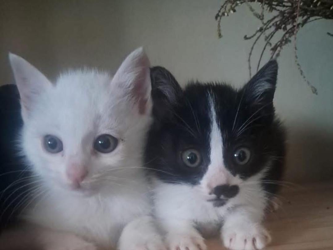 Vuoi adottare un gatto a Crotone?