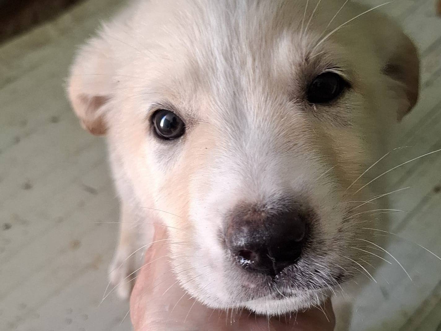 Adozione cane, maschio, Razza sconosciuta Razza sconosciuta, 2 mesi, taglia media, Caserta