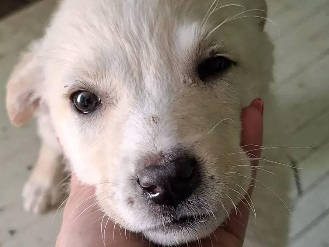Adozione cane, femmina, Razza sconosciuta Razza sconosciuta, 2 mesi, taglia media, Caserta