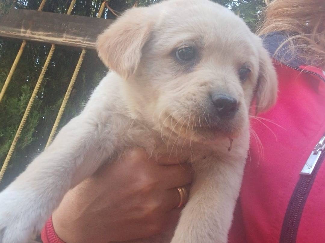 Adozione cane, femmina, Corso Labrador Retriever, 2 mesi, taglia media, Salerno