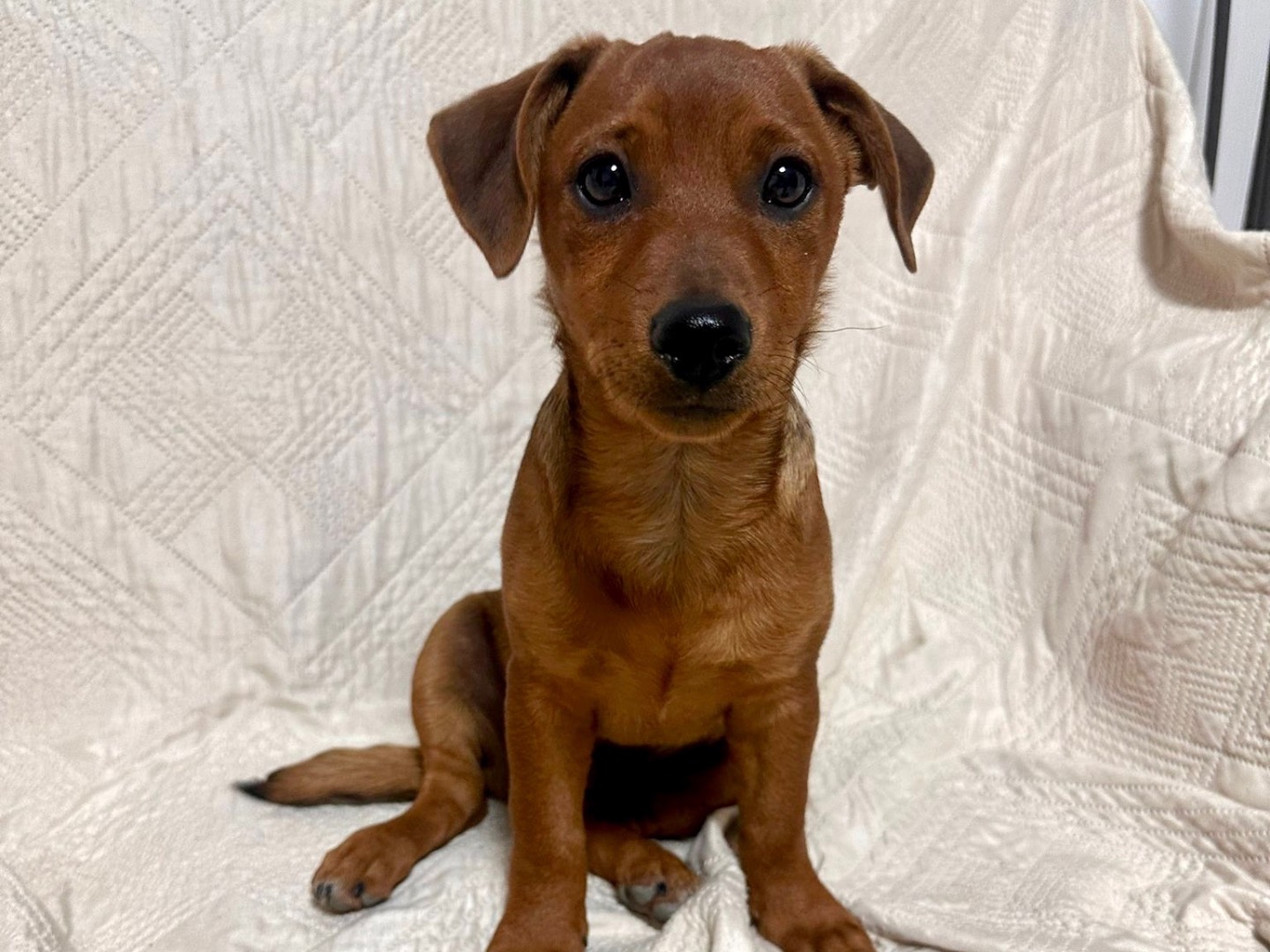 Adozione cane, maschio, Razza sconosciuta Razza sconosciuta, 4 mesi, taglia piccola, Latina